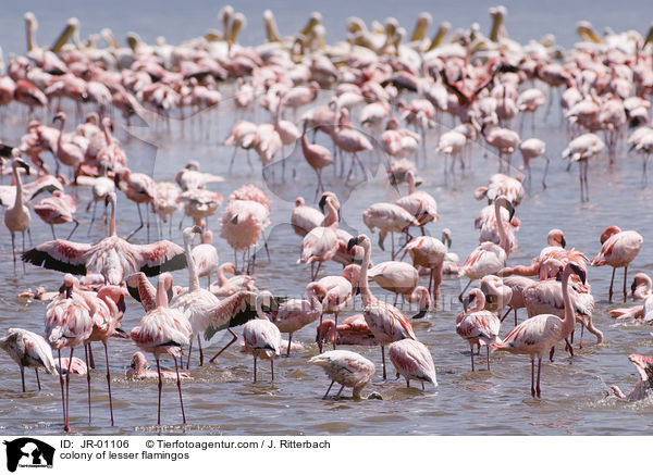 colonyof lesser flamingos / JR-01106